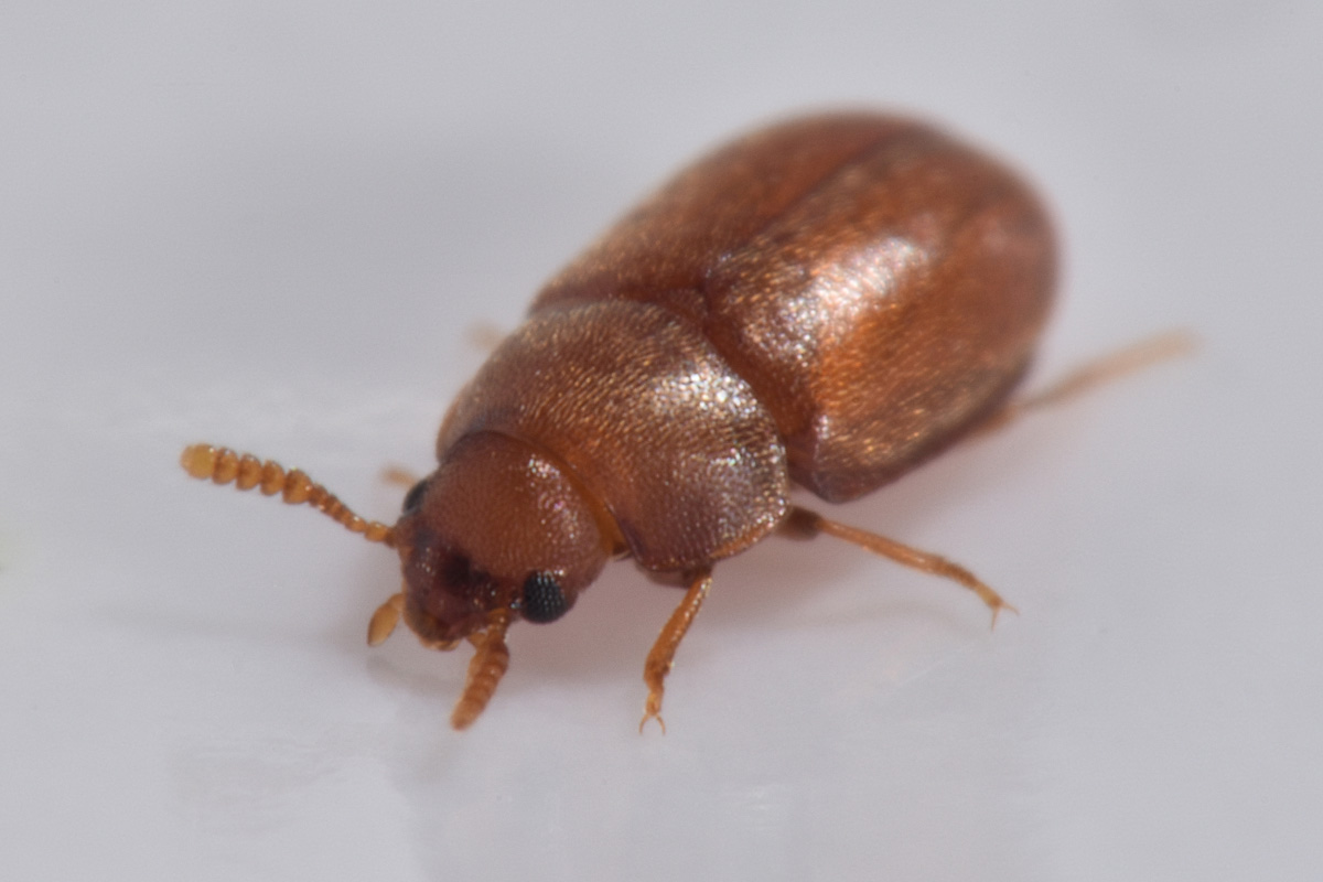 Tenebrionidae: Pentaphyllus testaceus